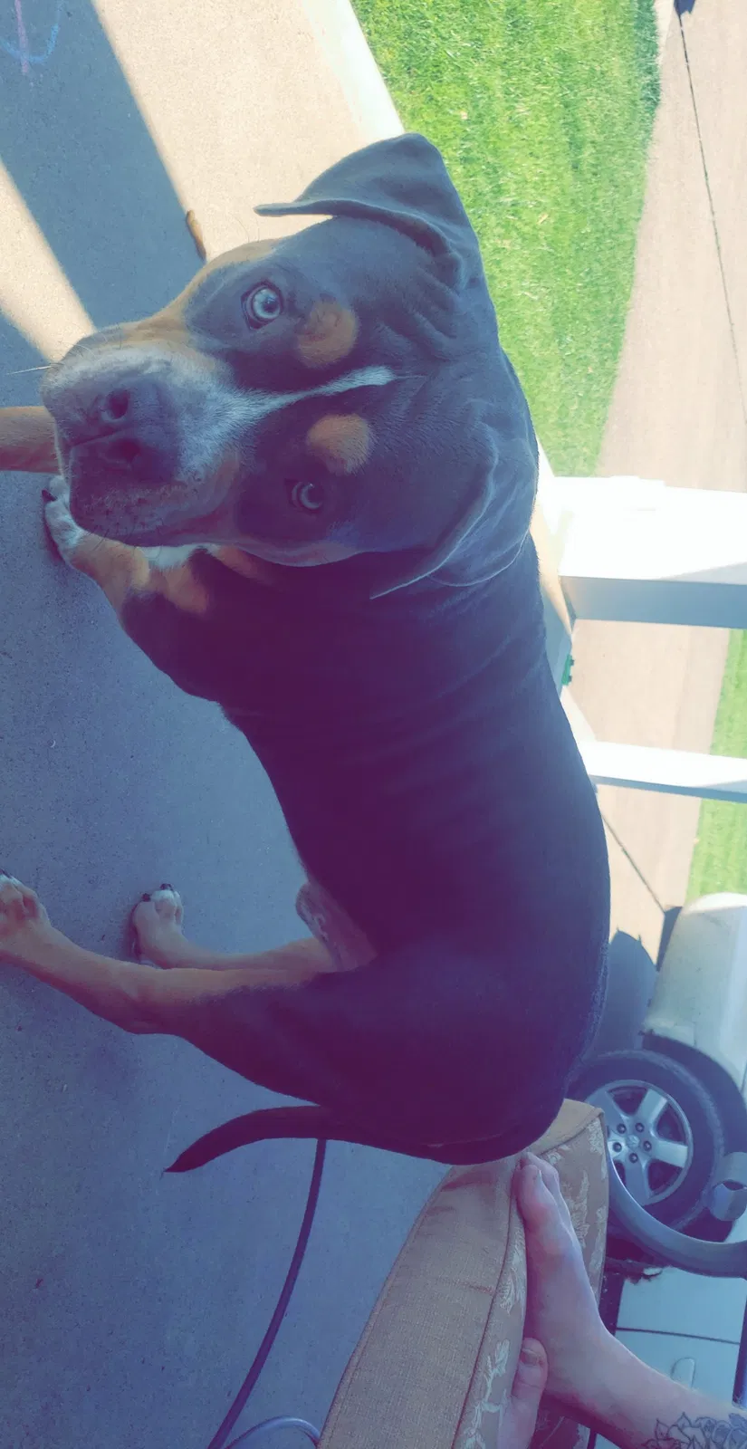 Lost dog in Niles, OH, 44446