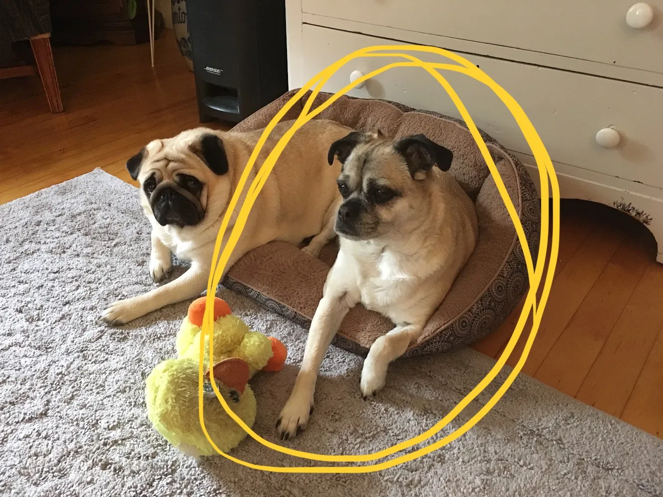 Lost dog in Danbury, NH, 3230