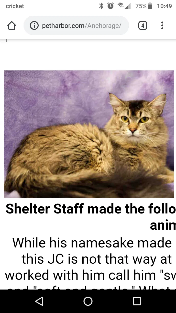 Lost cat in Anchorage, AK, 99507