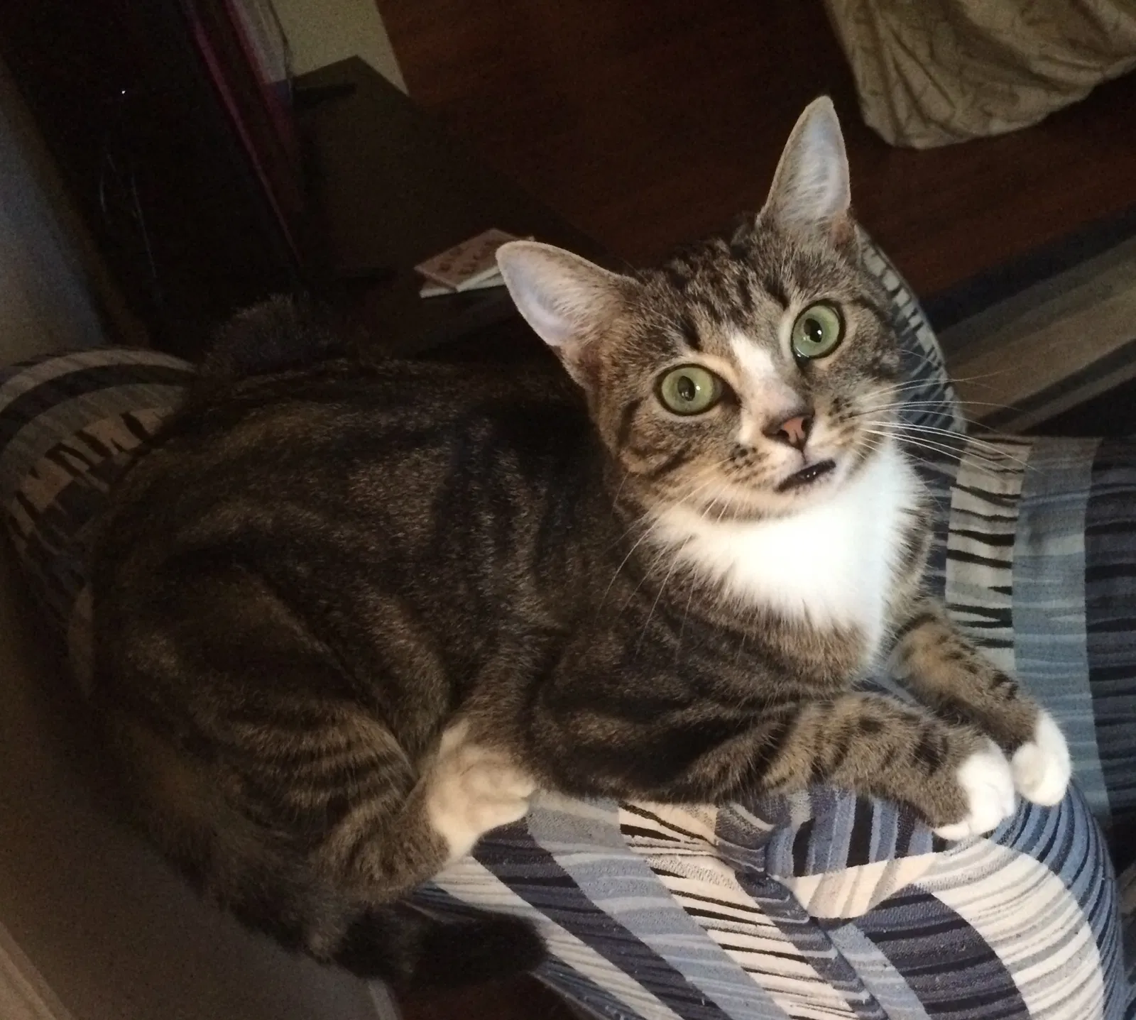 Lost cat in Carthage, NC, 28327