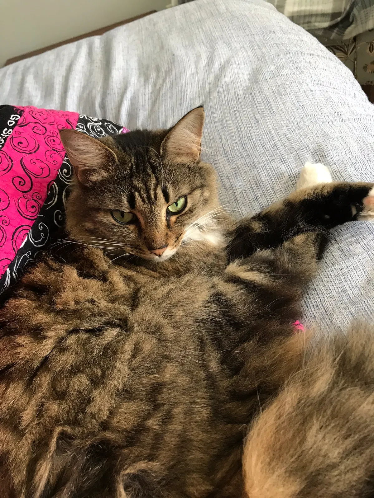 Lost cat in Simpsonville, SC, 29680