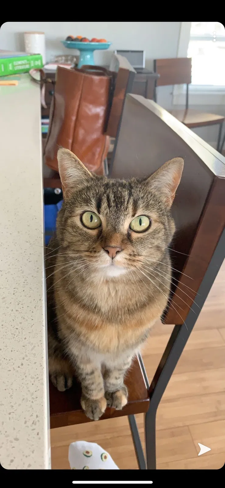 Lost cat in Gresham, OR, 97080