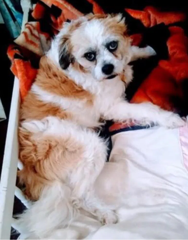 Lost dog in Berkeley, CA, 94710