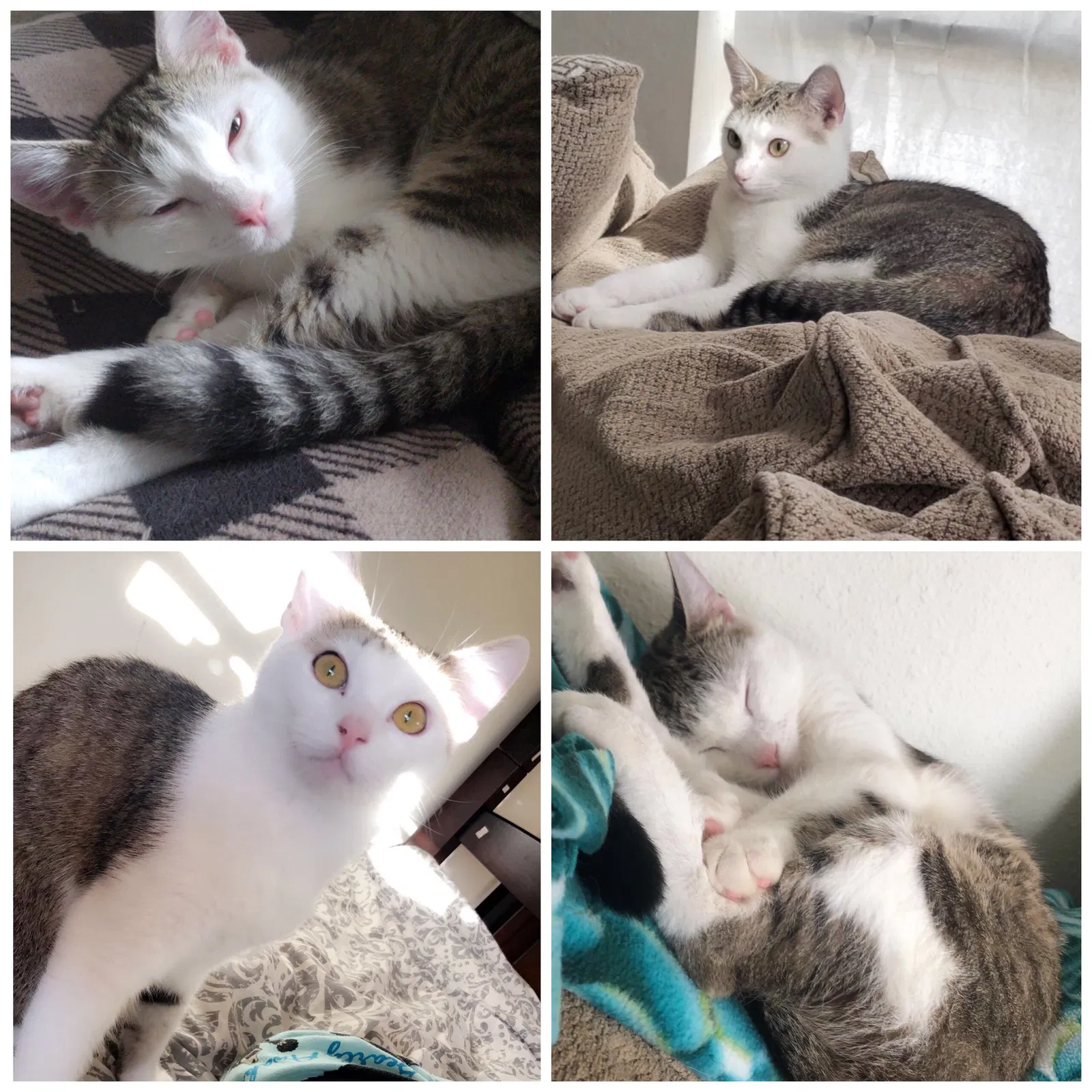 Lost cat in Enid, OK, 73701