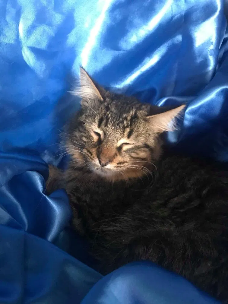 Lost cat in Grand Rapids, MI, 49512