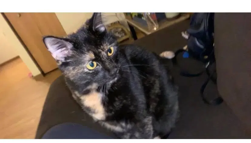 Lost cat in Champaign, IL, 61821