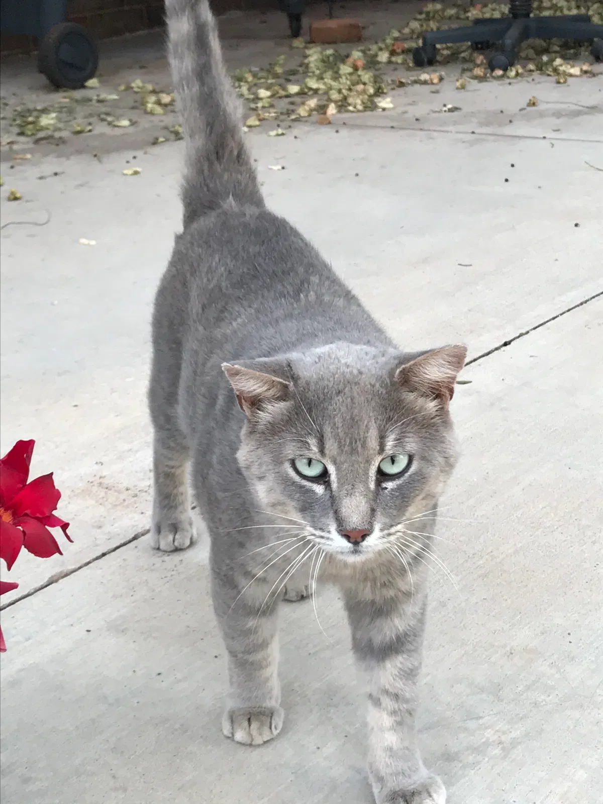 Lost cat in Enid, OK, 73701