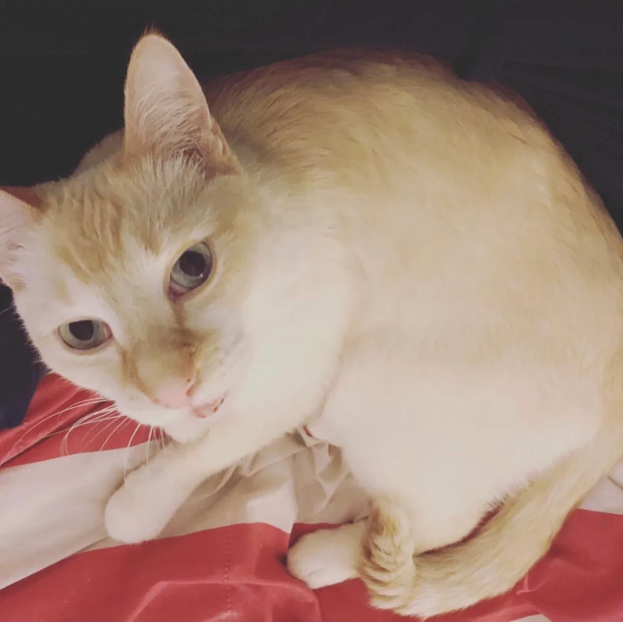 Lost cat in Minneapolis, MN, 55412