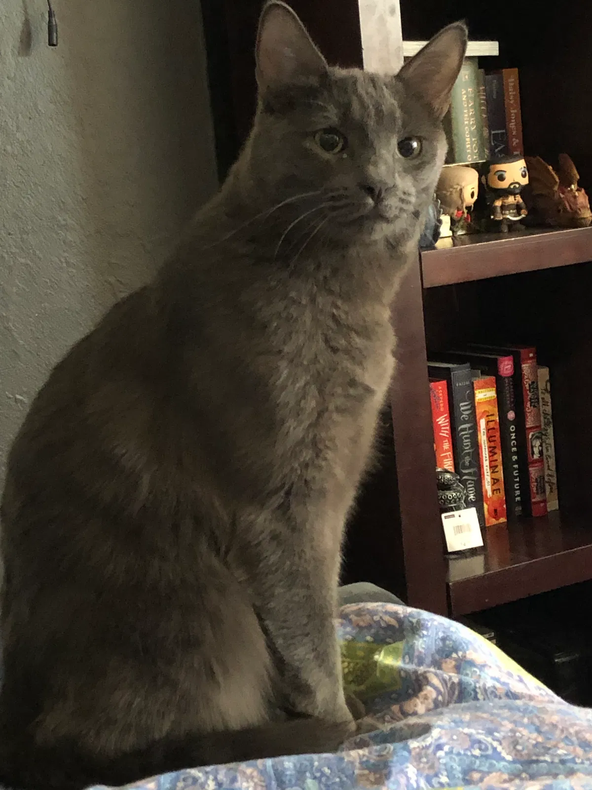 Lost cat in El Paso, TX, 79902