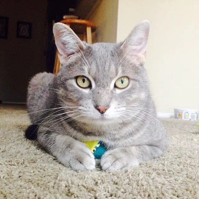 Lost cat in Dallas, TX, 75223