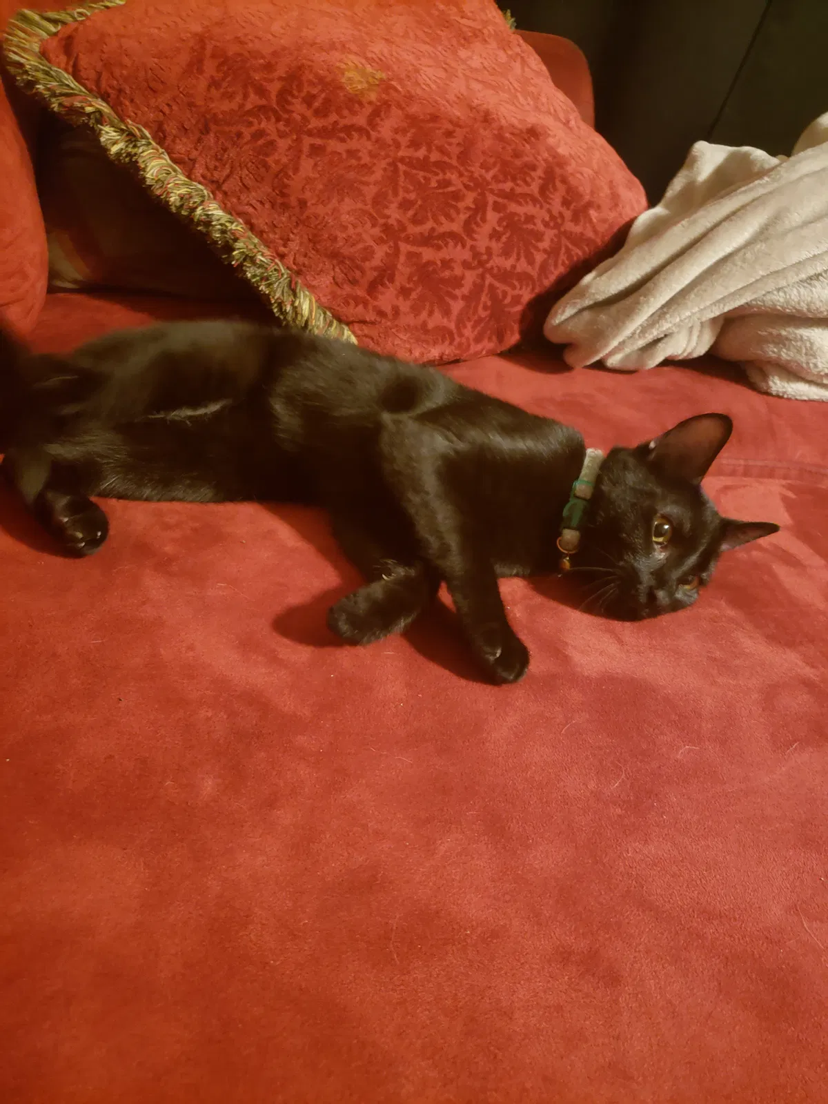 Lost cat in Suffolk, VA, 23438