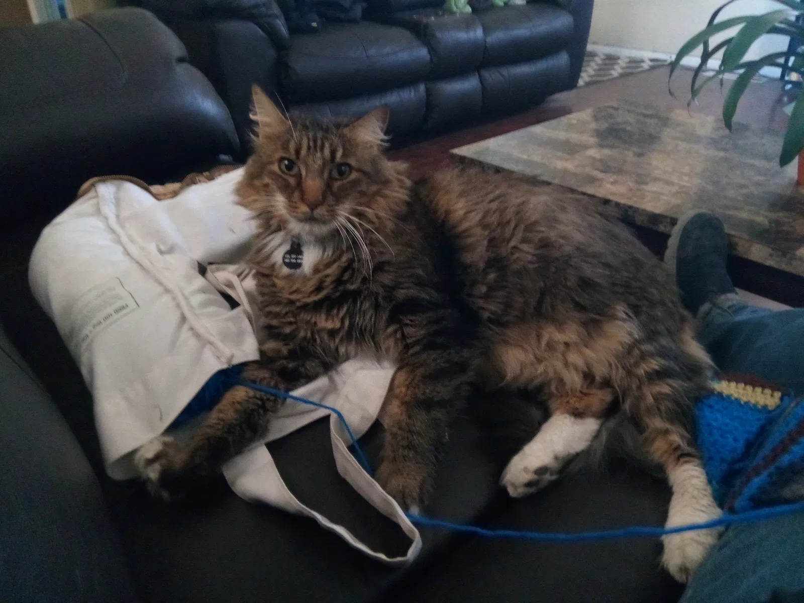 Lost cat in Albuquerque, NM, 87107