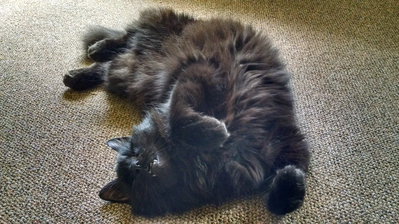 Lost cat in Aberdeen, MD, 21001