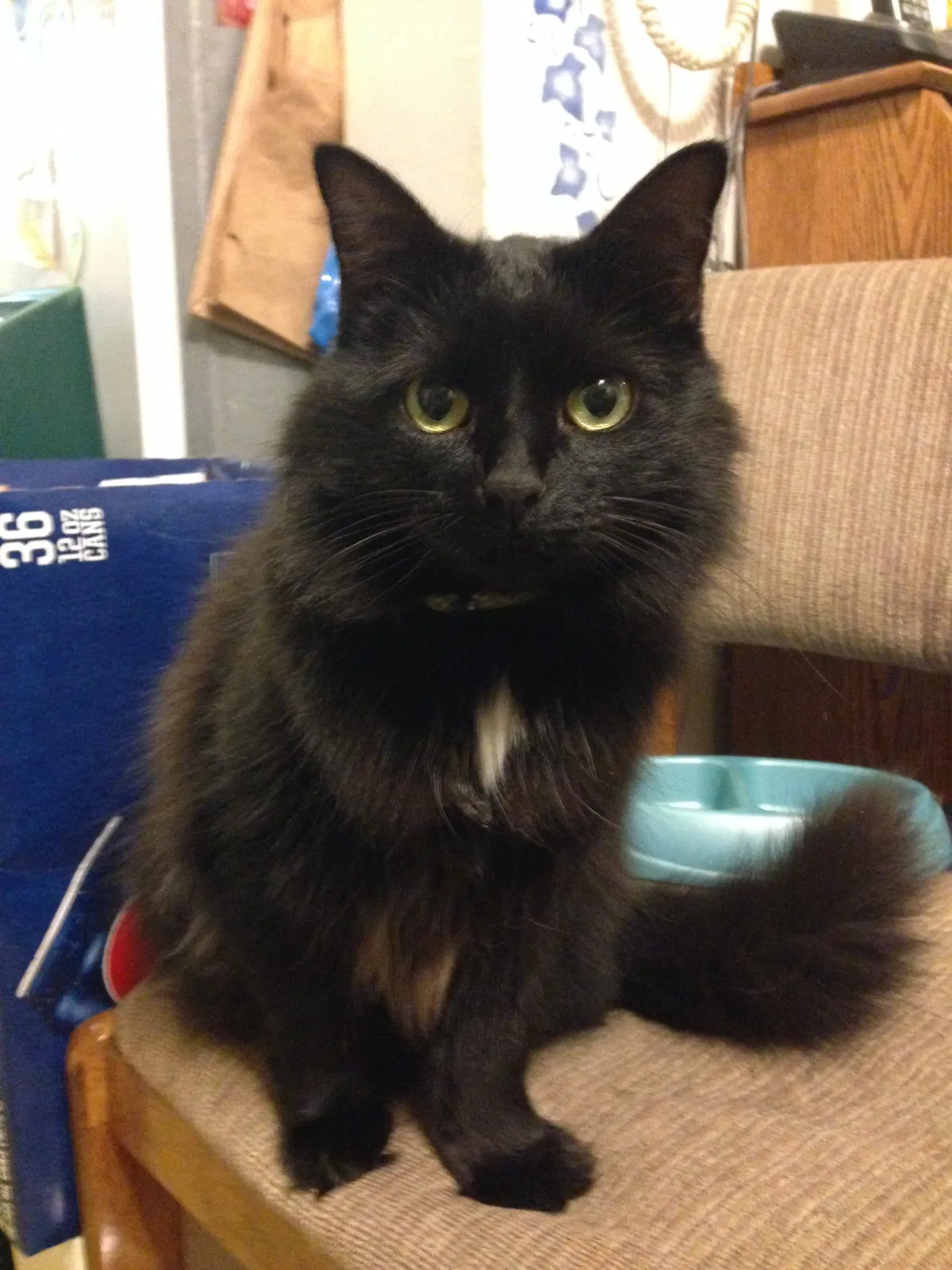 Lost cat in Oceanside, CA, 92058