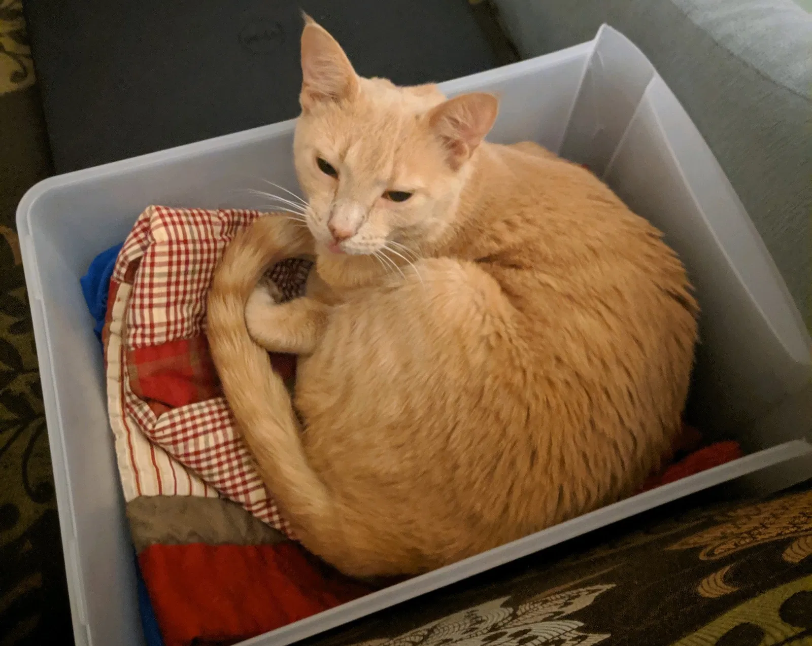 Lost cat in Wesley Chapel, FL, 33543