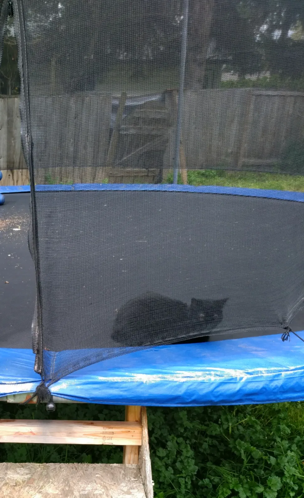 Lost cat in Portland, OR, 97222