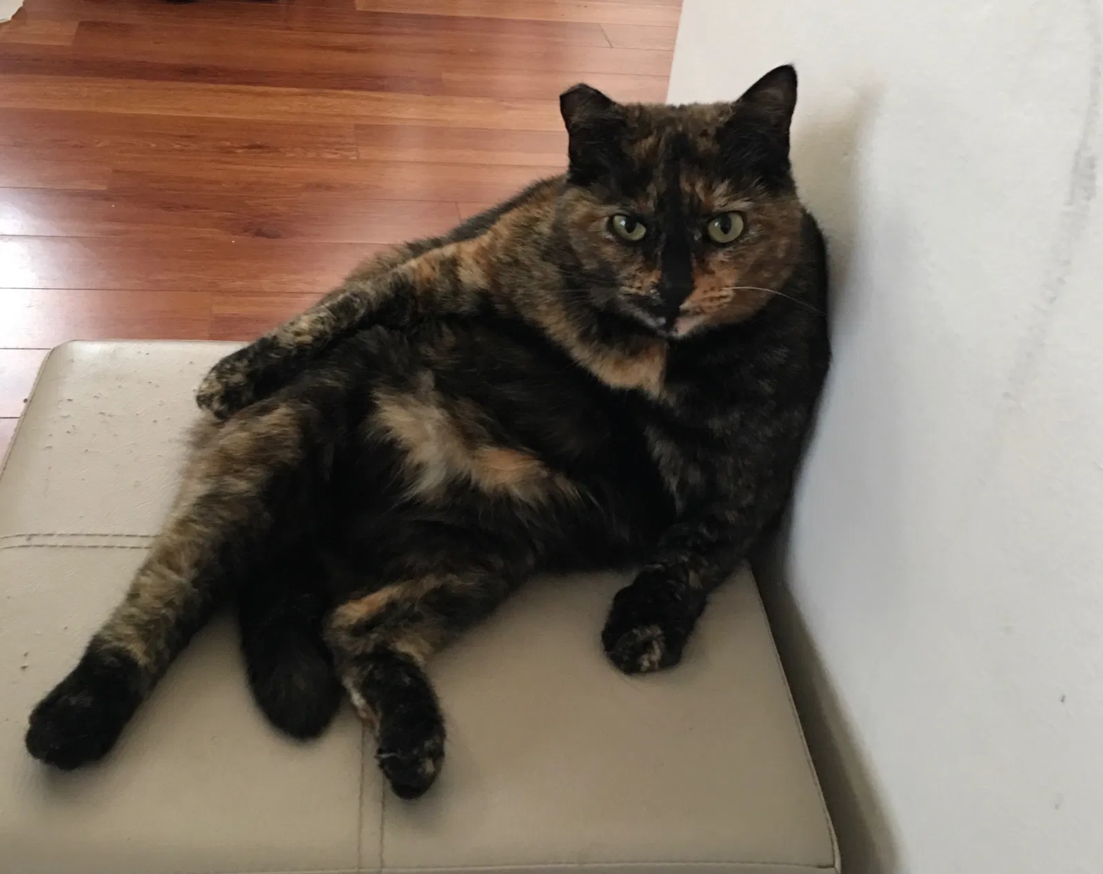 Lost cat in Glendale, CA, 91201