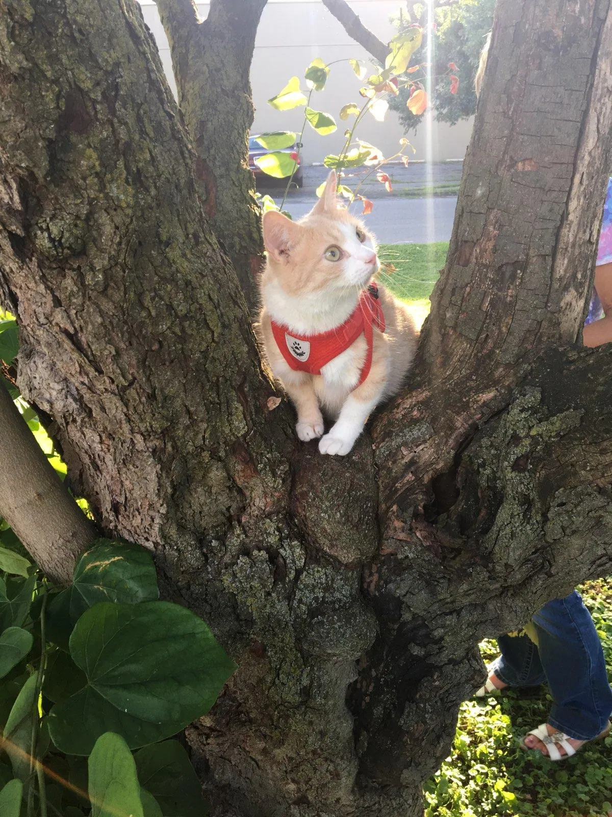 Lost cat in Muncie, IN, 47302
