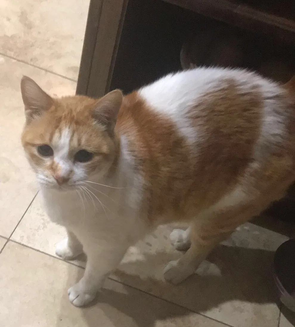 Lost cat in Spring, TX, 77382