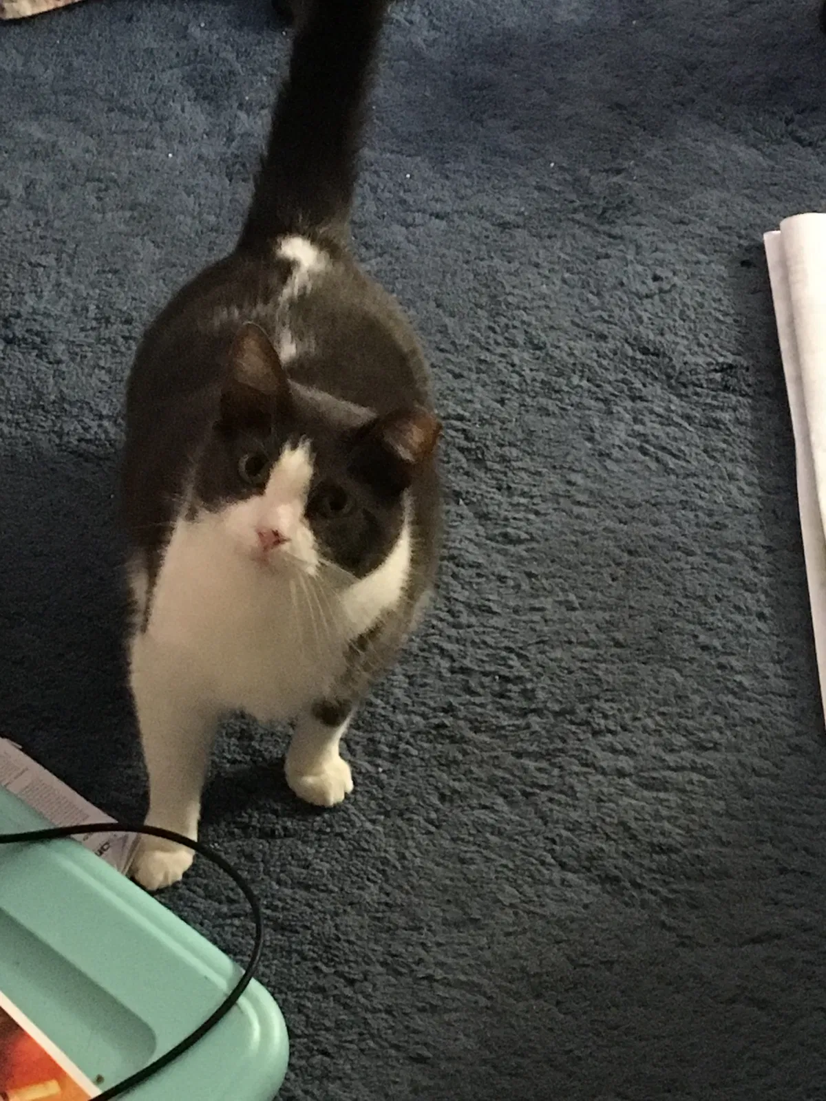 Lost cat in Red Lion, PA, 17356