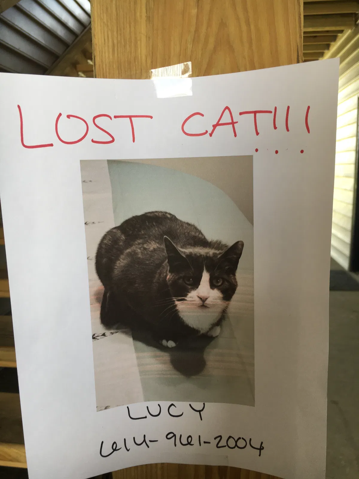 Lost cat in Dublin, OH, 43016