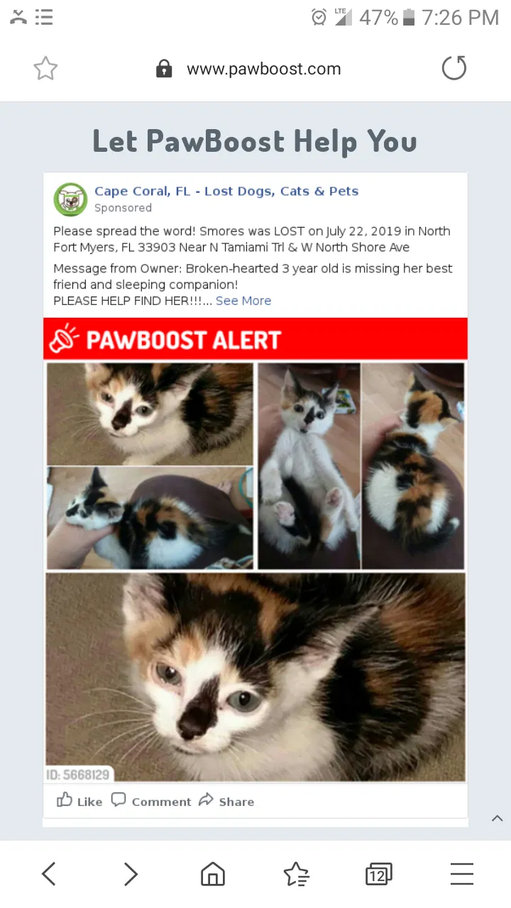 Lost cat in North Fort Myers, FL, 33903