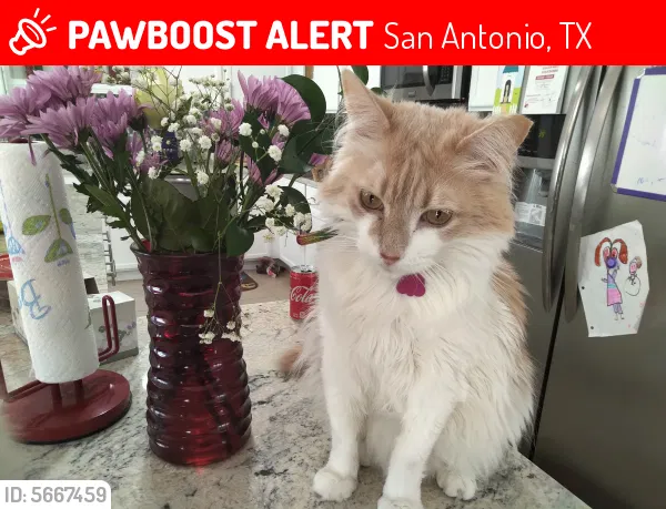 Lost cat in San Antonio, TX, 78213
