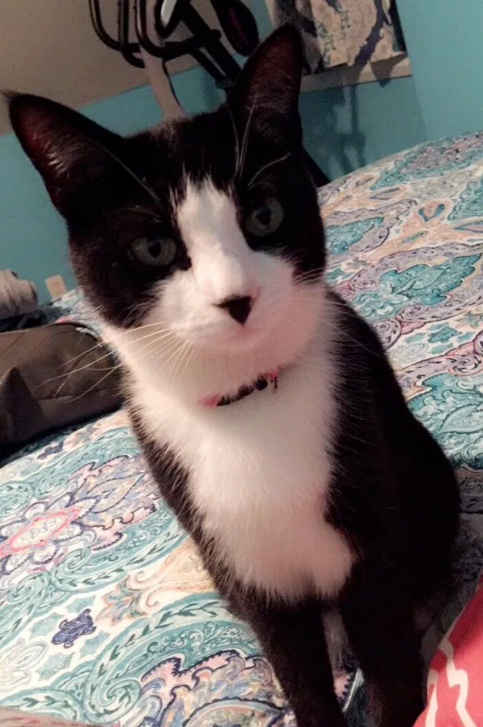 Lost cat in Brockton, MA, 2301