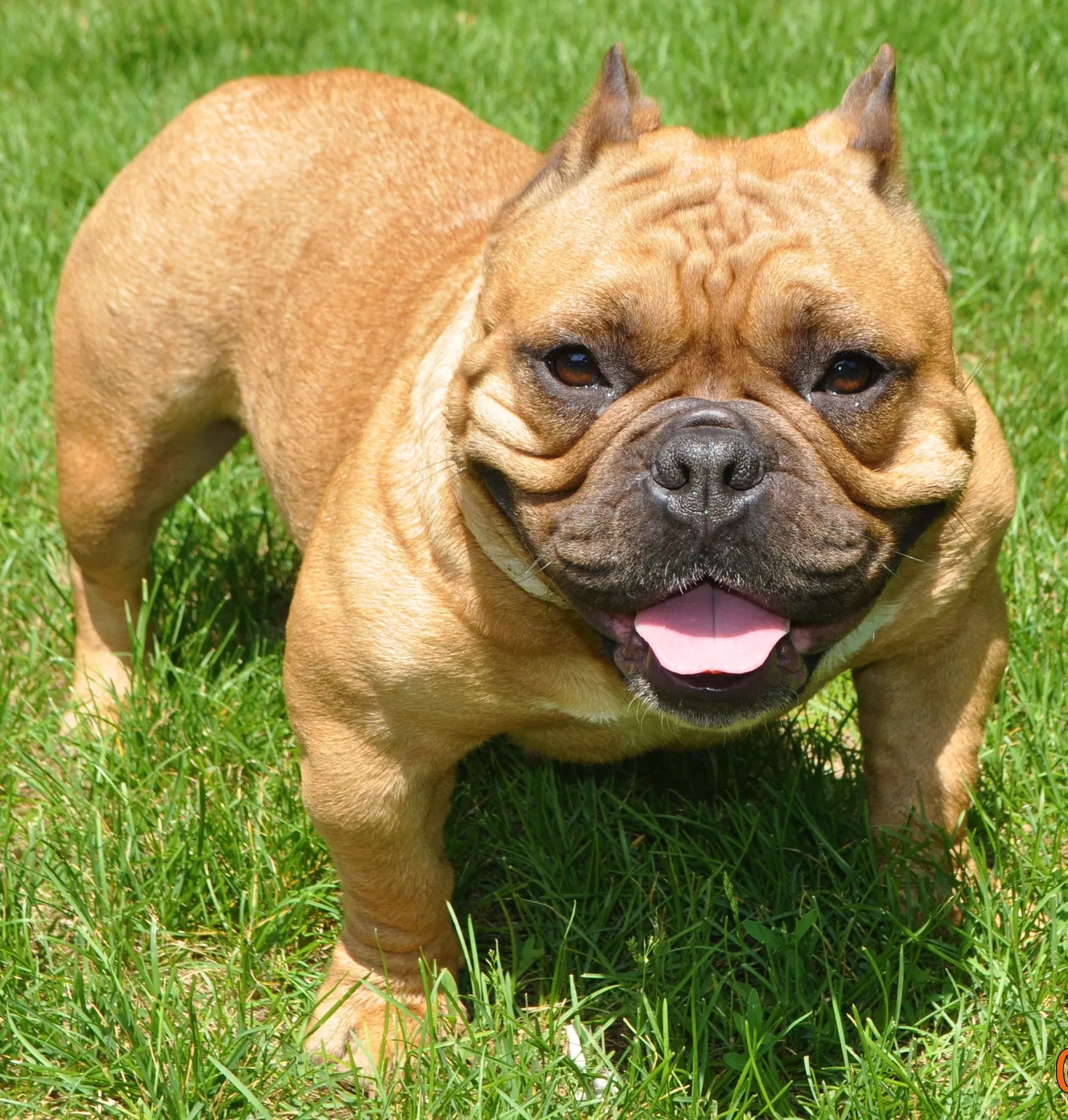 Lost dog in Minneapolis, MN, 55429