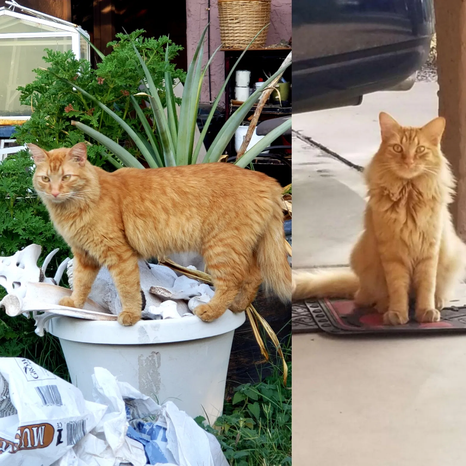 Lost cat in Mesa, AZ, 85207