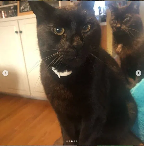 Lost cat in Sebastopol, CA, 95472