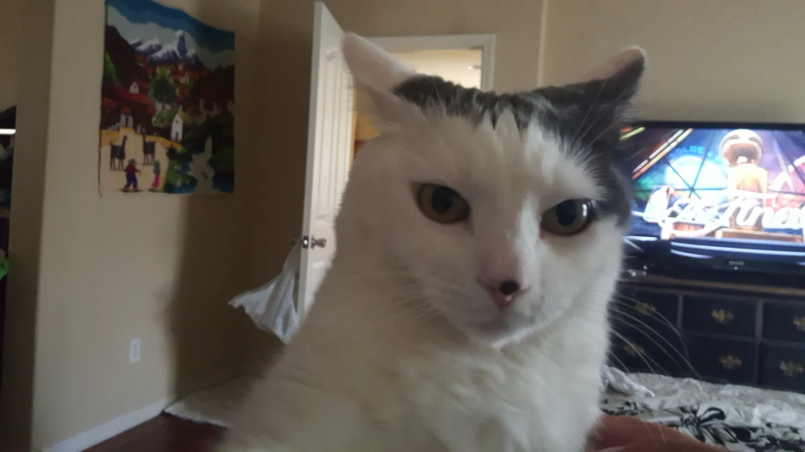 Lost cat in Sacramento, CA, 95835