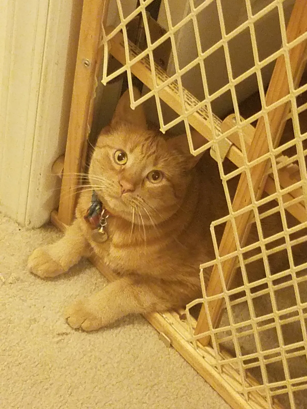 Lost cat in Lexington Park, MD, 20653