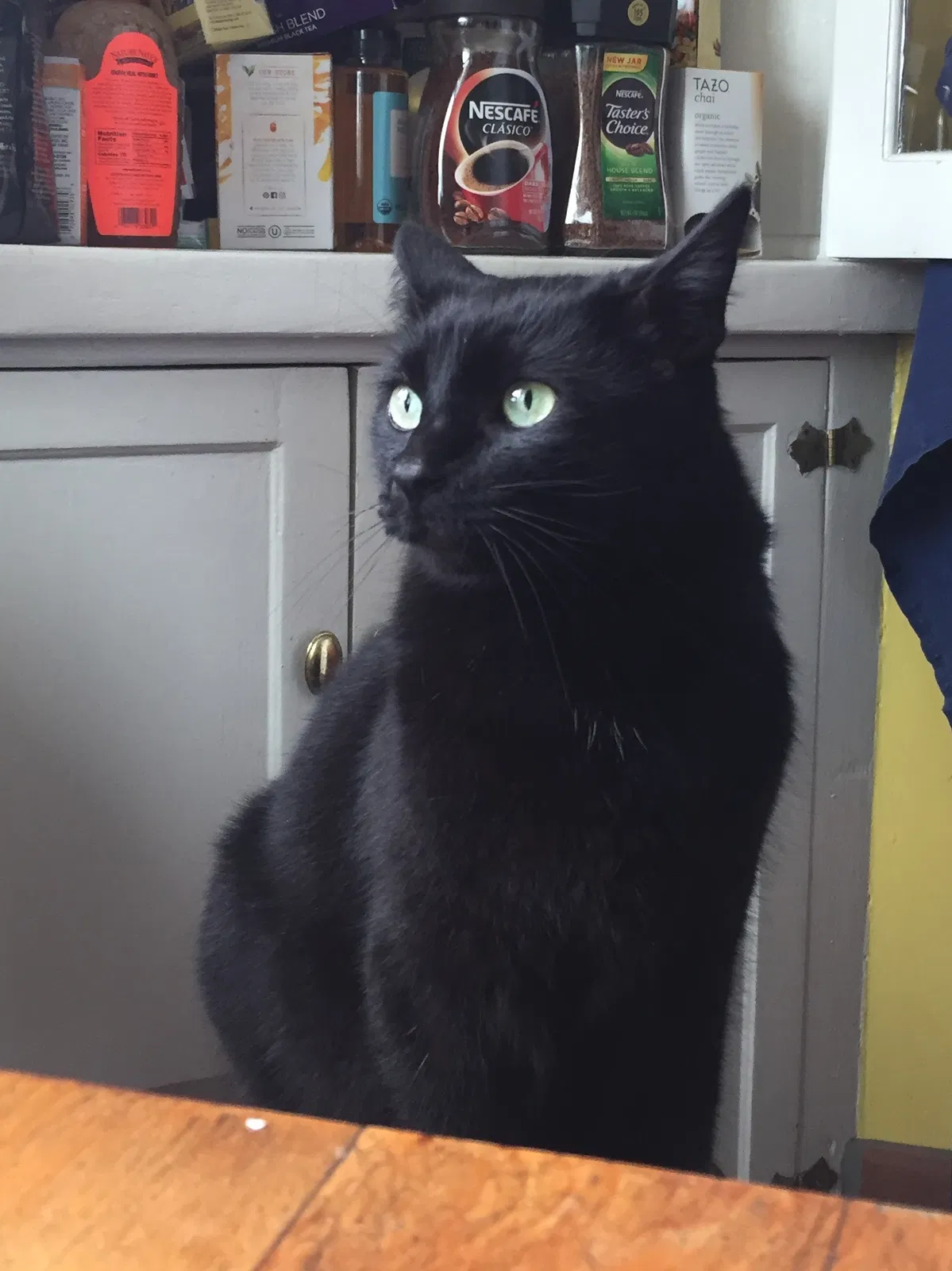 Lost cat in San Diego, CA, 92102