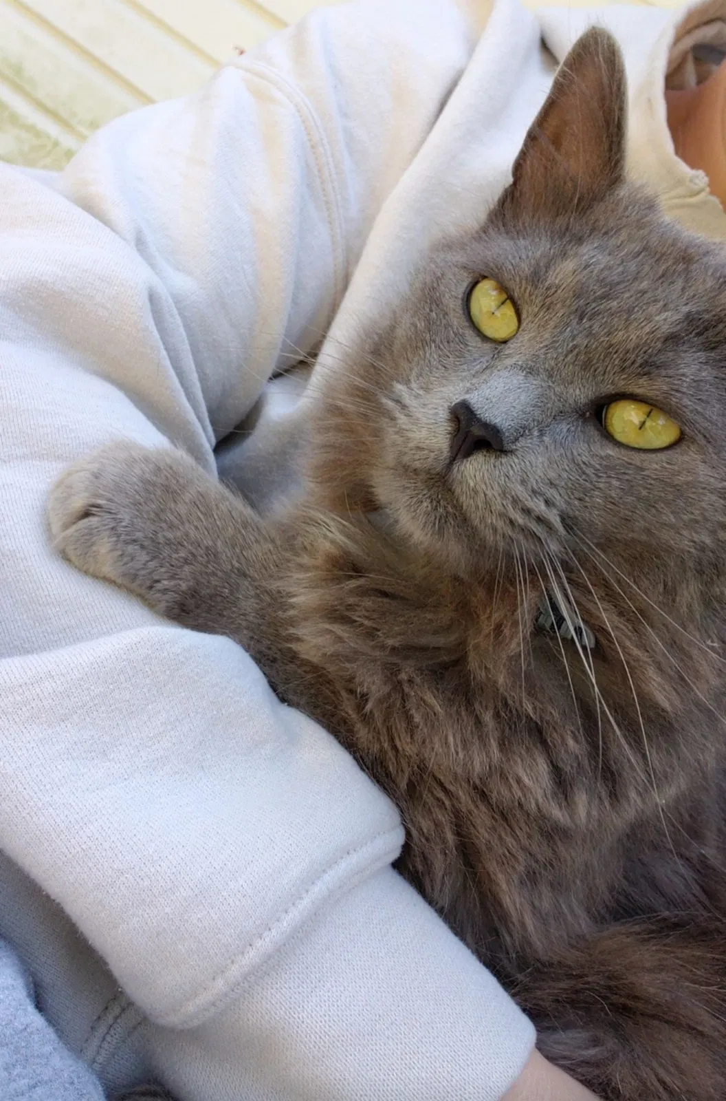 Lost cat in Gastonia, NC, 28052