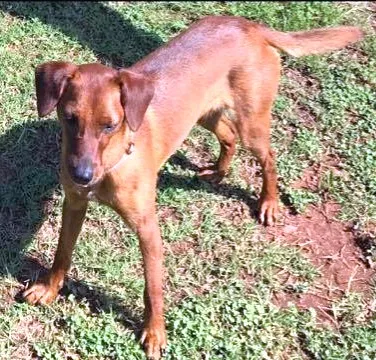 Lost dog in Rutledge, GA, 30663