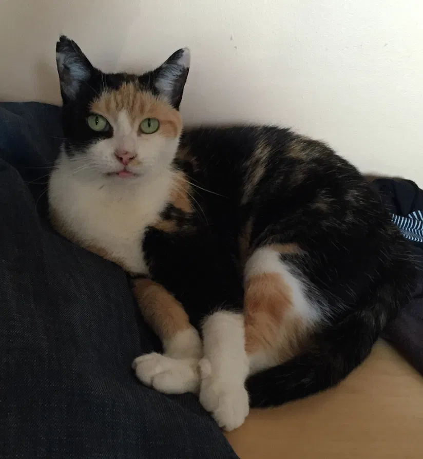 Lost cat in Farmington, MI, 48331