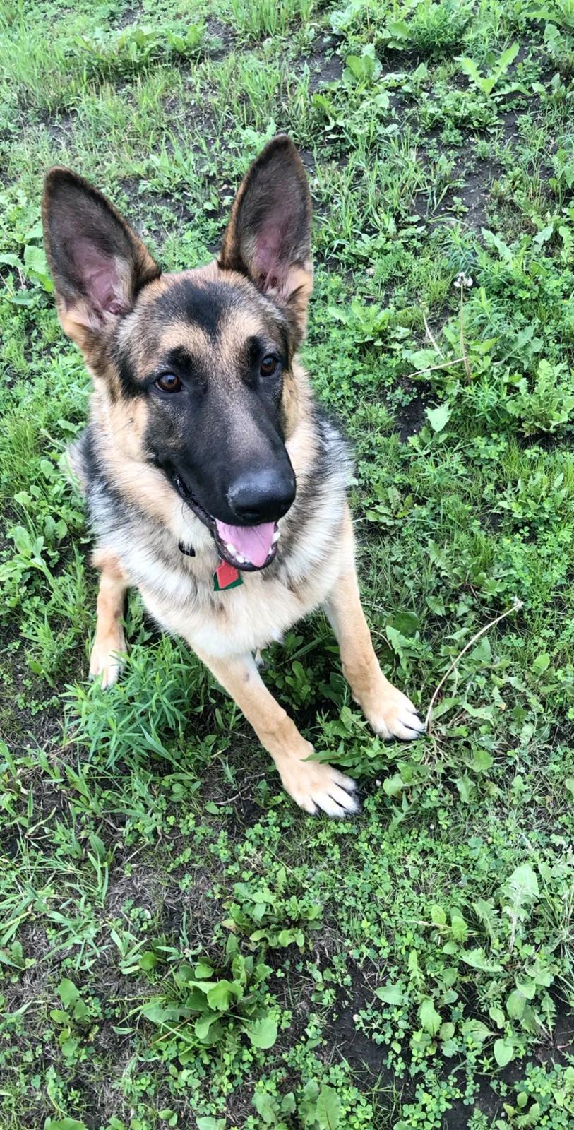 Lost dog in Sisseton, SD, 57262