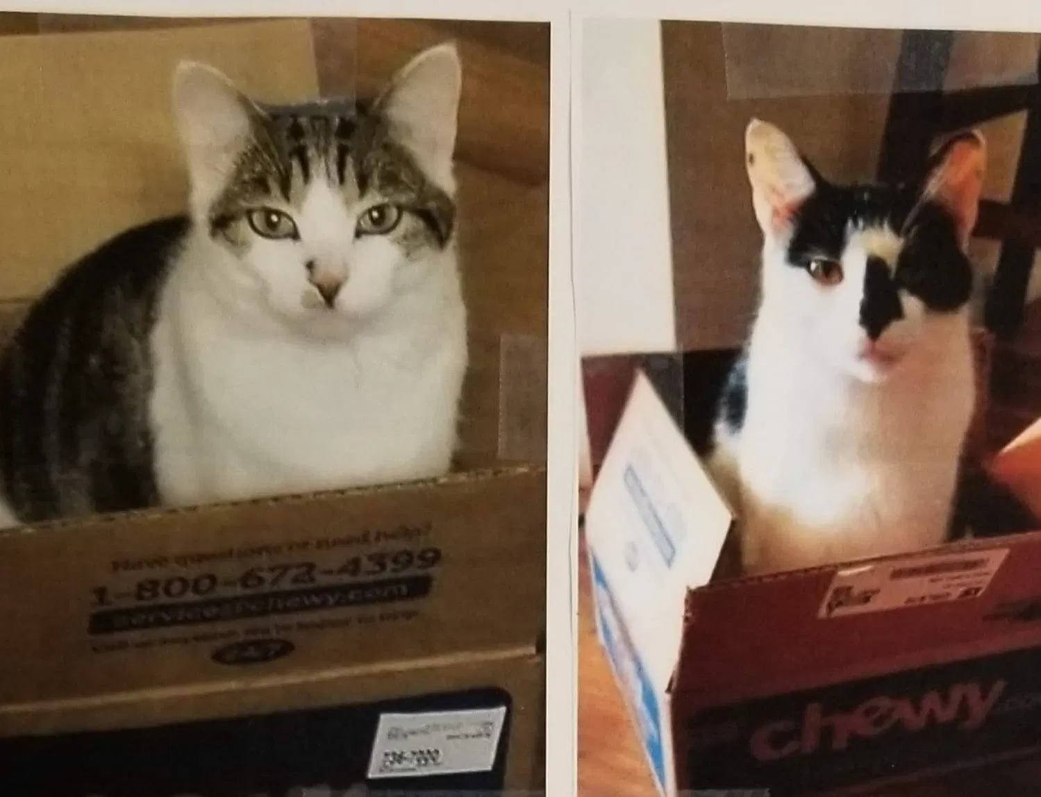 Lost cat in Ocala, FL, 34473