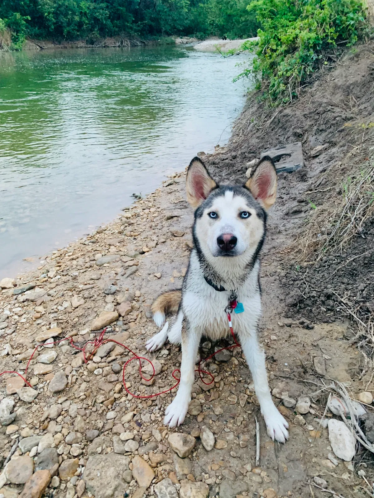 Lost dog in Austin, TX, 78744