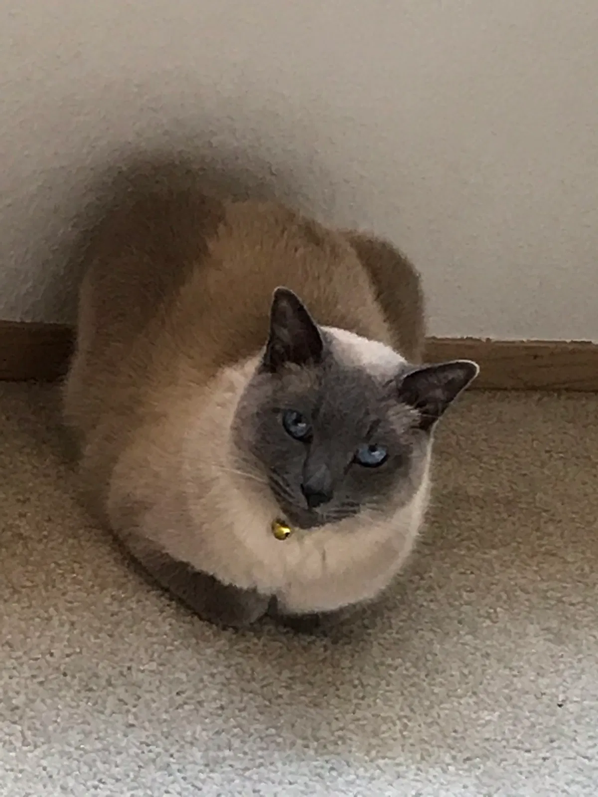 Lost cat in Lacey, WA, 98503