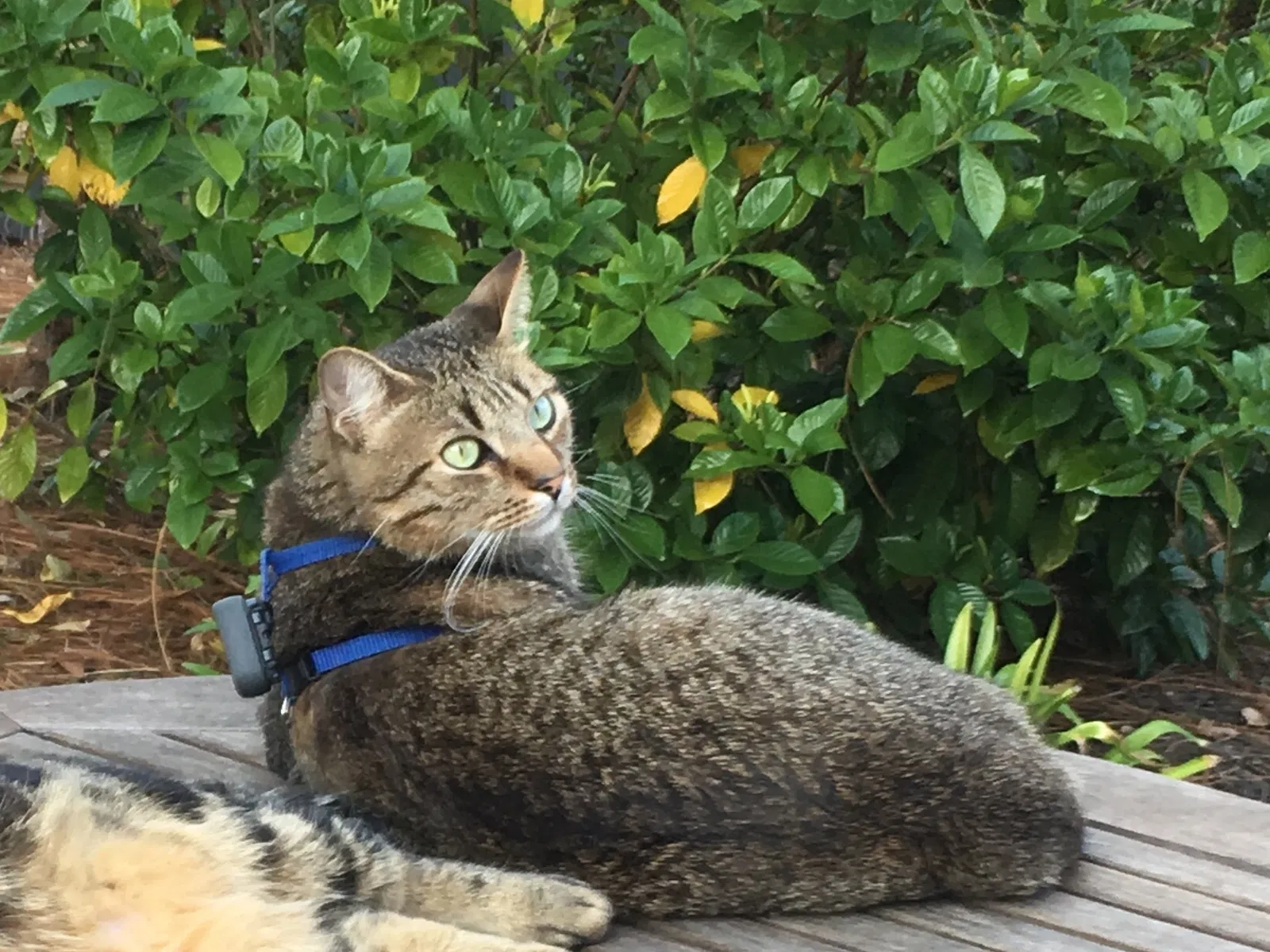 Lost cat in Miramar Beach, FL, 32550