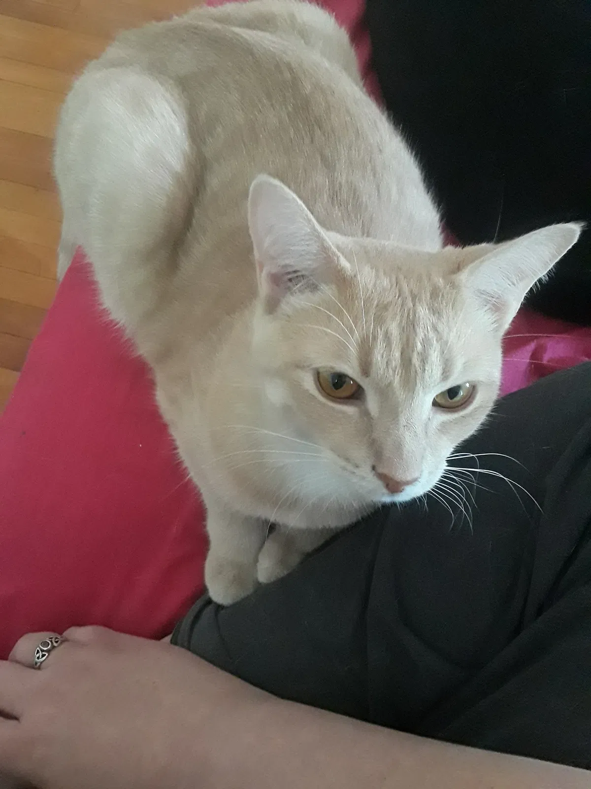 Lost cat in Lansing, MI, 48933