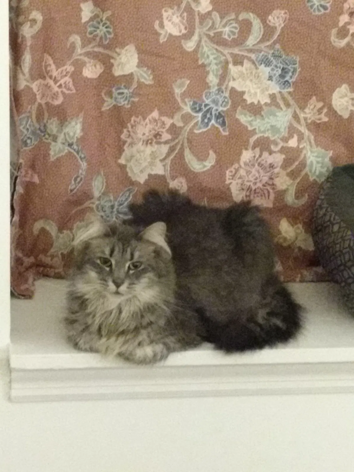 Lost cat in Gilbert, SC, 29054