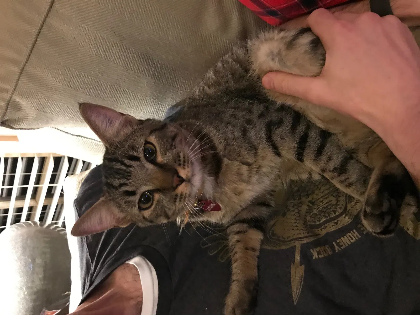 Lost cat in Charlotte, NC, 28210