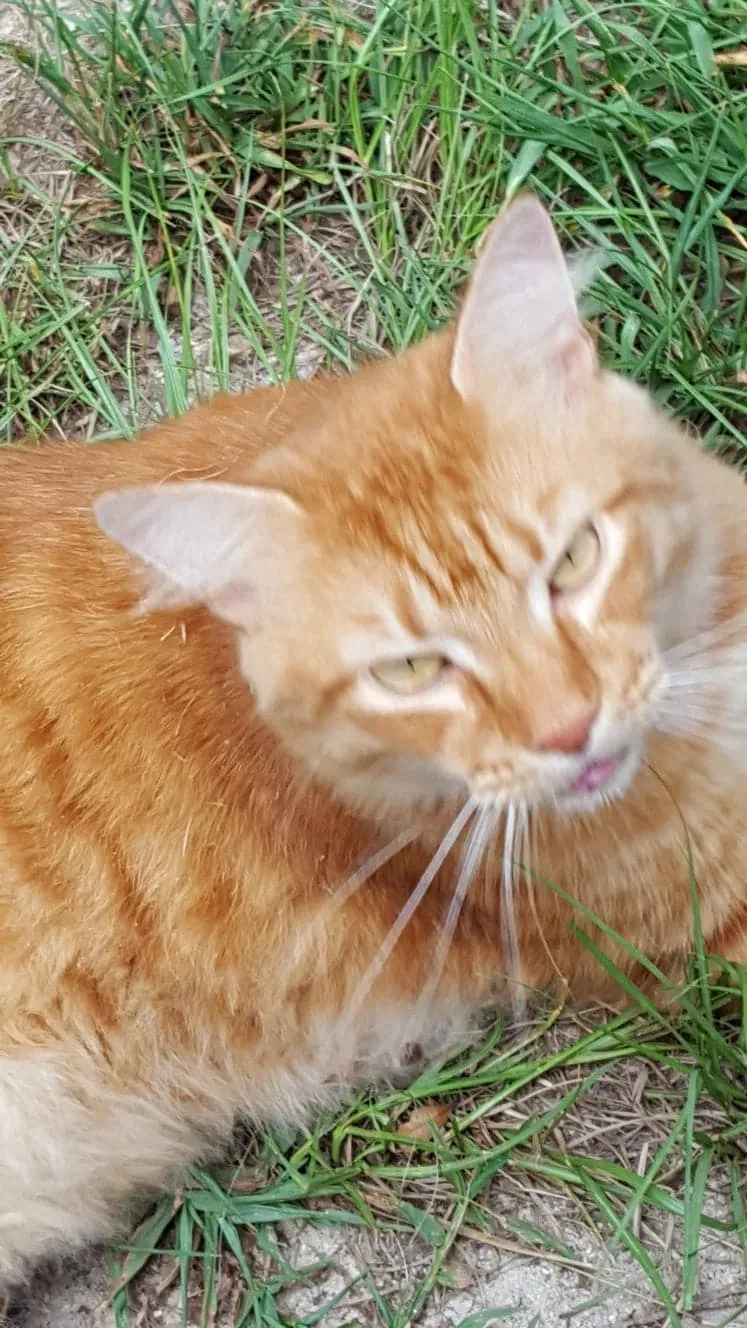 Lost cat in Leesville, SC, 29070