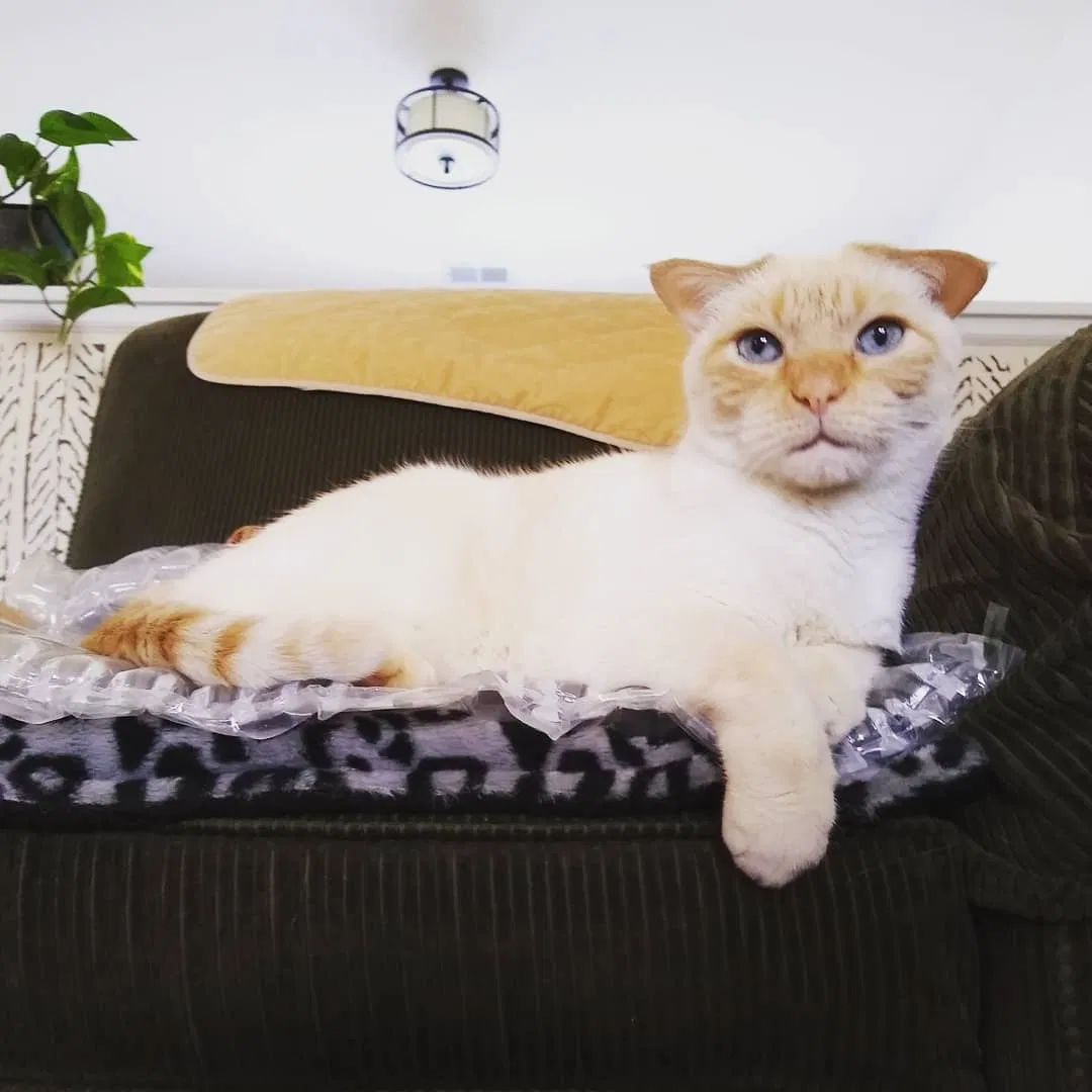 Lost cat in Henrico, VA, 23231