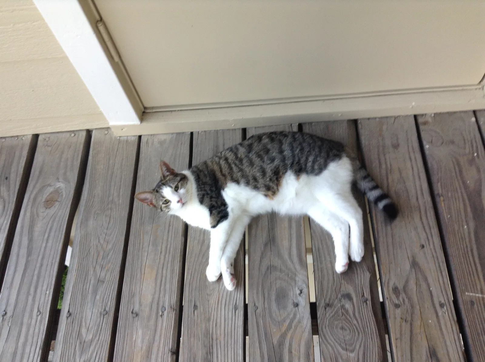 Lost cat in Alpharetta, GA, 30004