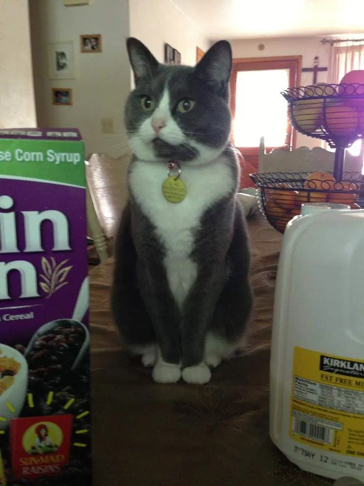 Lost cat in Albany, OR, 97322