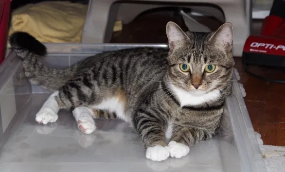 Lost cat in Unknown, PA, 152